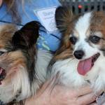 Regional Animal Services of King County joins effort to help pet owners in need