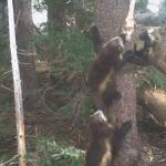 Wolverines spotted at Mount Rainier