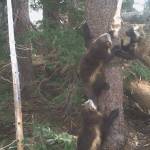 A wolverine family at Mount Rainier National Park. Photo courtesy Cascades Carnivore Project and the National Park Service