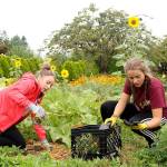 Sophia and Natalie DeMarco worked at the Hope Lutheran Churchs Hope Garden during last years Beautify Enumclaw event. The garden provides fresh produce to the Plateau Outreach Ministries food bank. Photo by Ray Miller-Still