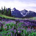 Wildflower meadow at Paradise with a view of the Tatoosh Range. Photo courtesy National Park Service