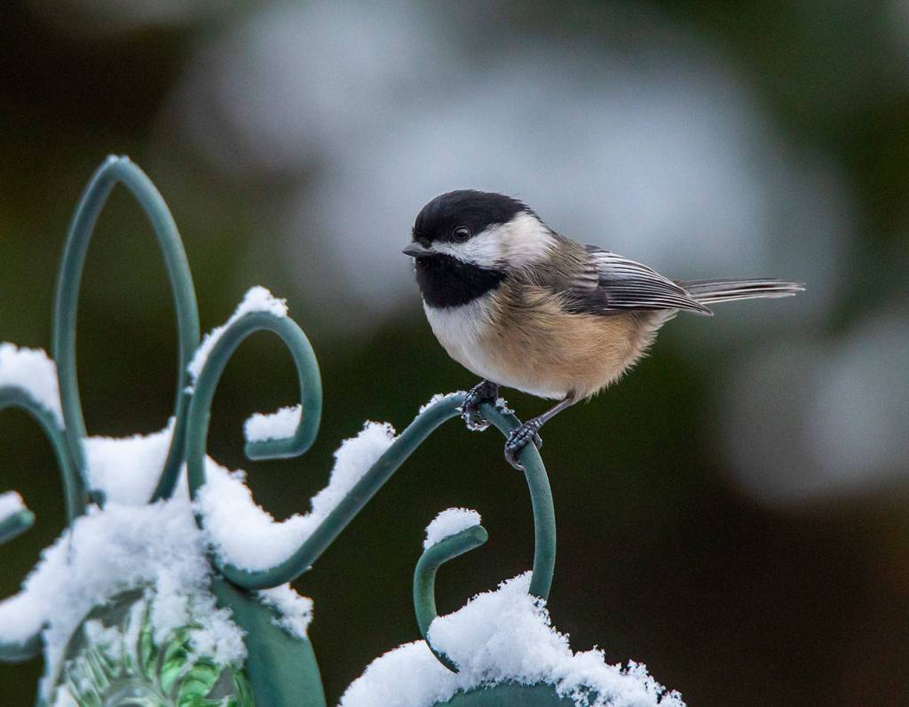 A Black-capped Chickadee. Photo courtesy of RAS President Jay Galvin