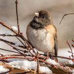 A Dark-eyed Junco. Photo courtesy of RAS President Jay Galvin
