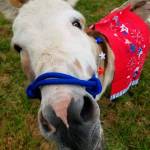 Duke lived the good life at his home just north of Enumclaw. His owner hopes to spare others the grief that comes with unnecessary loss. Submitted photo