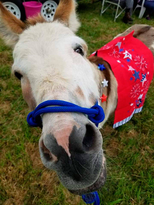 After loss of mini donkey, owner has warning for others with livestock ...