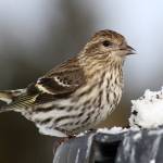 A female Pine Siskin, which is one of several birds irrupting from further north. Image courtesy Wikimedia Commons