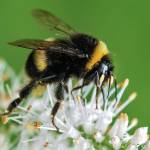 Mason bees, with their hairy bodies, are champions of the insect world when it comes to pollinating our native plants.