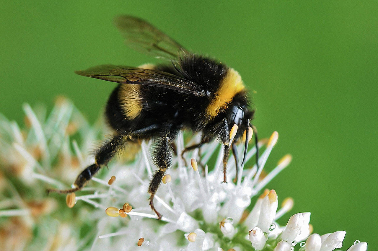 Mason bees, with their hairy bodies, are champions of the insect world when it comes to pollinating our native plants. File photo