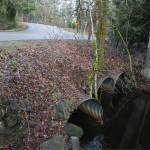 These culverts run water fromLake Sawyer underneath 224th Avenue Southeast to Covington Creek. But soon, this stretch of road will be a bridge instead. Photo by Ray Miller-Still