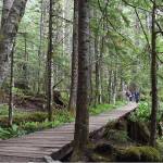 Visitors walk along a boardwalk through a marshy area in the Longmire Meadow on the Trail of the Shadows in this public domain image taken from the National Parks Service.
