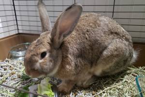 "Guest" was a big bunny — far too big to live in my extra cage on a long-term basis, which was one reason I decided to give him up to a rabbit rescue instead of adopting him. Photo by Ray Miller-Still