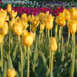 Image courtesy Wyn Van Devanter