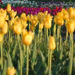 Image courtesy Wyn Van Devanter