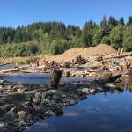 This photo shared by the Pierce Conservation District in 2020 shows a new side channel shortly after it was fully connected with the mainstem of South Prairie Creek. The new channel connected the mainstem to the adjacent floodplain, which helps with flood storage, maintaining flow during summer months, and keeping water temperatures cool.