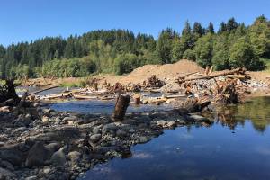 This photo shared by the Pierce Conservation District in 2020 shows a new side channel shortly after it was fully connected with the mainstem of South Prairie Creek. The new channel connected the mainstem to the adjacent floodplain, which helps with flood storage, maintaining flow during summer months, and keeping water temperatures cool.