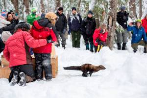 A newly released fisher bolts for freedom at Mount Rainier. Photo by Kevin Bacher/National Park Service