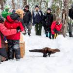 A newly released fisher bolts for freedom at Mount Rainier. Photo by Kevin Bacher/National Park Service