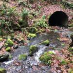 Photo courtesy Washington State Department of Transportation
The Pussyfoot Creek culvert running underneath SR 164 is undersized, and sections inside the existing culvert create conditions that make it very difficult or impossible for salmon and other fish to travel upstream.