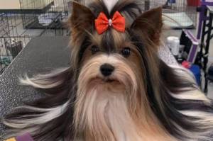 Advance Gift Snow Avalanche did his best, but did not place in the toy group that he competed in. Courtesy photo