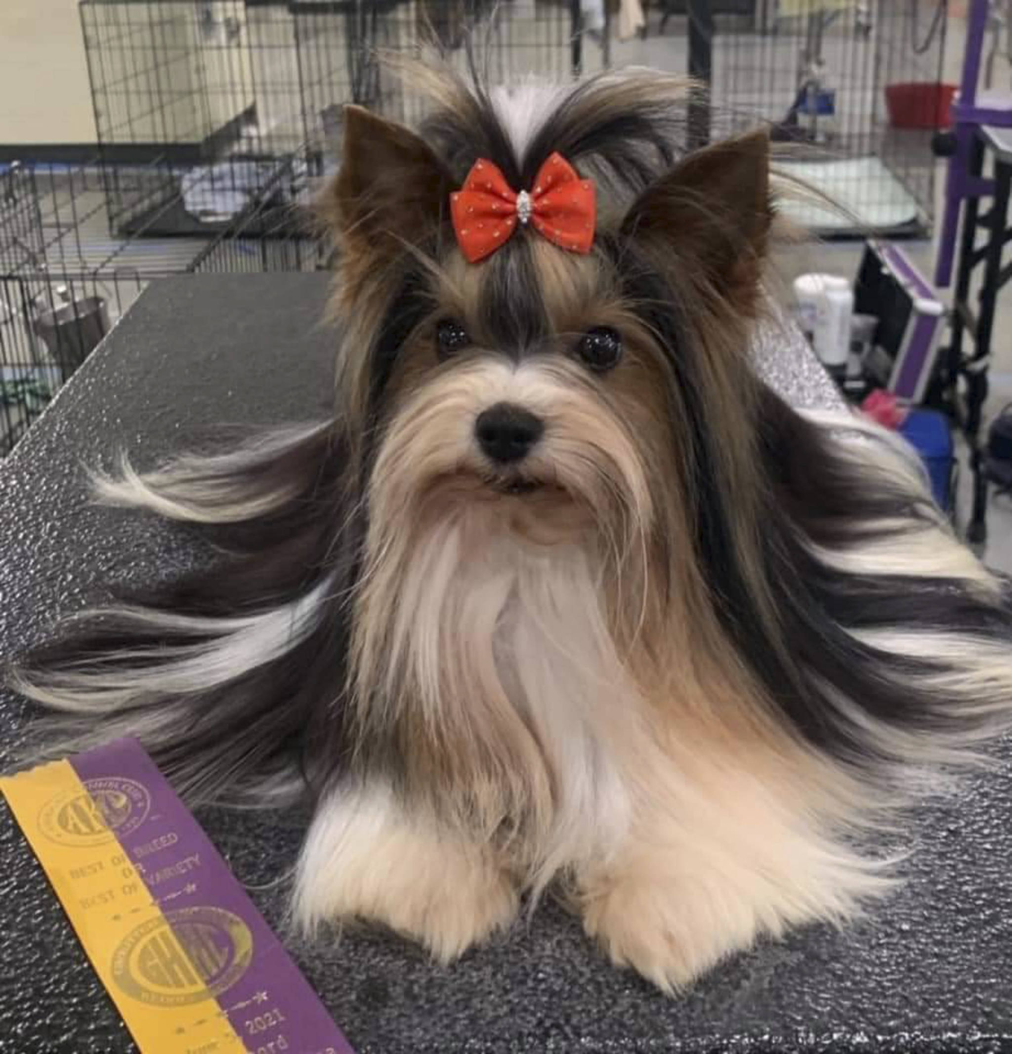 Advance Gift Snow Avalanche did his best, but did not place in the toy group that he competed in. Courtesy photo