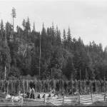 Harvesting hops in the 1890s on the Plateau. Picture provided by the EPHS museum.