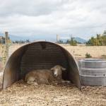 A sheep on Bless Ewe Sheep Companys farm relaxes under cover on Aug. 17, 2021. Photo by Henry Stewart-Wood/Sound Publishing