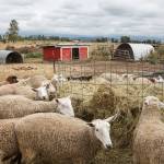 Sheep eat hay on Bless Ewe Sheep Companys farm in Enumclaw on Aug. 17, 2021. Photo by Henry Stewart-Wood/Sound Publishing