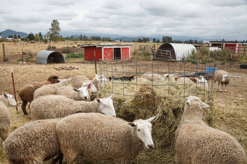 Sheep eat hay on Bless Ewe Sheep Companys farm in Enumclaw on Aug. 17, 2021. Photo by Henry Stewart-Wood/Sound Publishing
