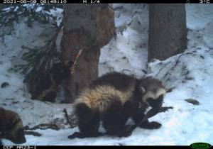 Joni and her kits, in an image shared by Jocelyn Akins at the Cascades Carnivore Project.