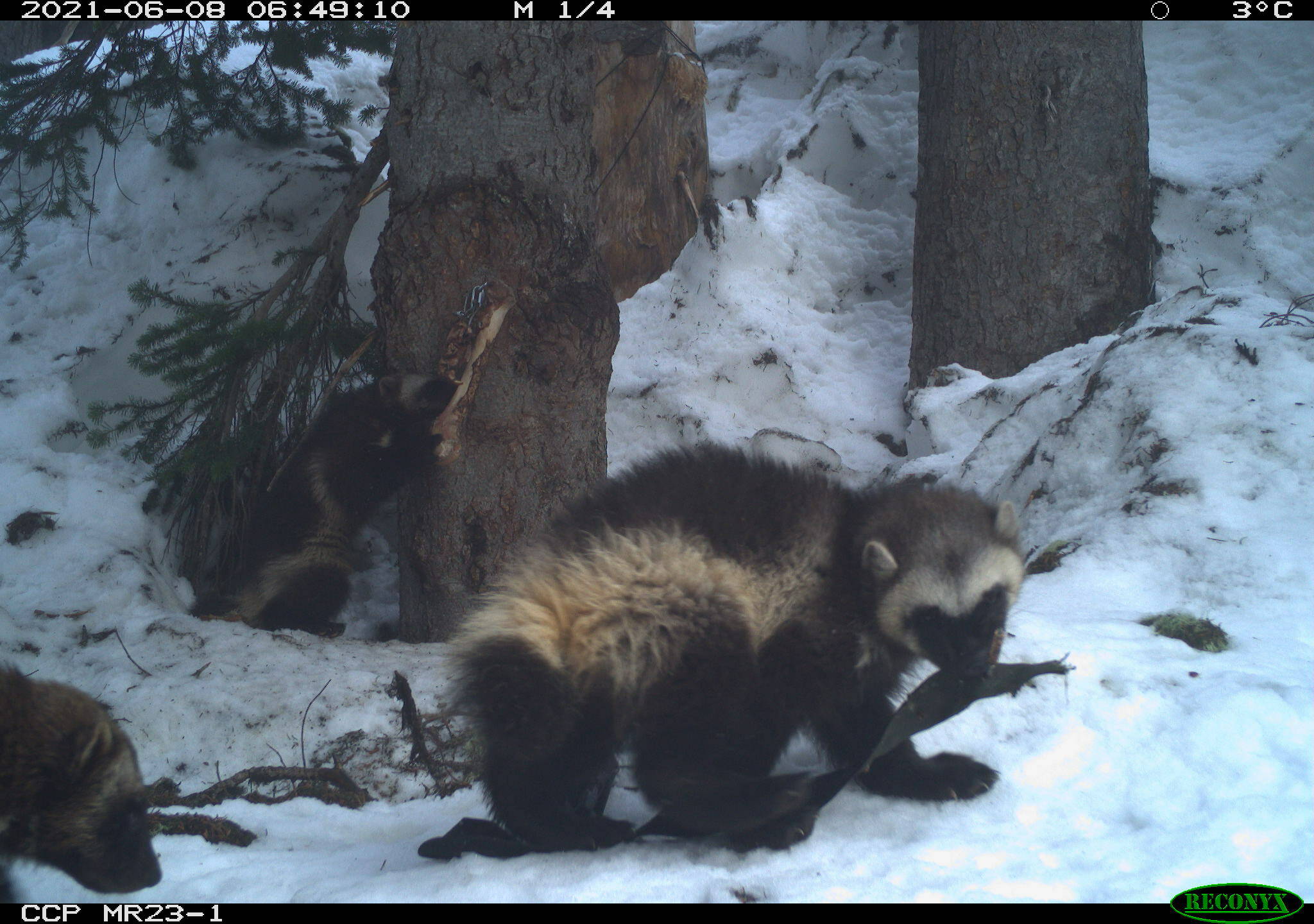 Joni and her kits, in an image shared by Jocelyn Akins at the Cascades Carnivore Project.