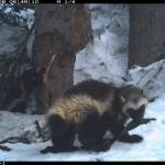 Joni and her kits, in an image shared by Jocelyn Akins at the Cascades Carnivore Project.