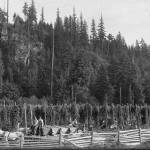 Harvesting hops in the 1890s on the Plateau. Picture provided by the EPHS museum.