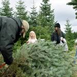 Jeff Pratt finishes cutting the family Christmas tree at Mt. Rainier Nobles in Enumclaw. Photo by Alex Bruell