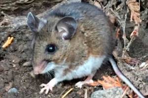 A deer mouse, the natural reservoir for hantavirus in Washington state. Image courtesy Public Health Insider