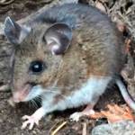 A deer mouse, the natural reservoir for hantavirus in Washington state. Image courtesy Public Health Insider