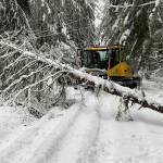 This image of a snowcat working near a downed tree in the Greenwater / Crystal Mountain area was shared by Puget Sound Energy spokesperson Melanie Coon.