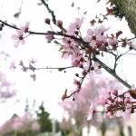 Blooming branches of a cherry tree (also known as a Sakura) hang over the sidewalk on Porter Street near the north end of Enumclaw on a warm afternoon March 25. The spectacular bursts of pink from cherry trees, which typically bloom in late March or early April, are a colorful sign that spring has begun. Photo by Alex Bruell