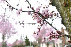 Blooming branches of a cherry tree (also known as a Sakura) hang over the sidewalk on Porter Street near the north end of Enumclaw on a warm afternoon March 25. The spectacular bursts of pink from cherry trees, which typically bloom in late March or early April, are a colorful sign that spring has begun. Photo by Alex Bruell
