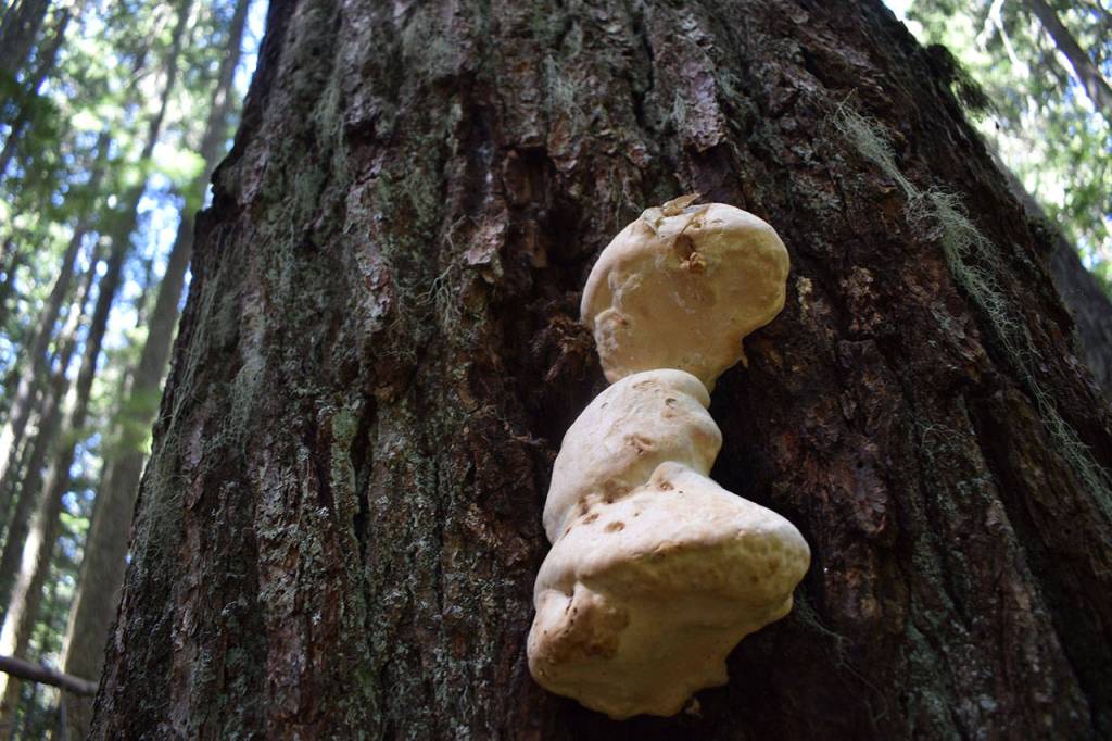 Mushrooms the size of a mans fist grow on a tree on the Palisades Trail. Photo by Alex Bruell