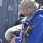 A man cradles a goat during the Daffodil Parade in Puyallup. Photo by Alex Bruell