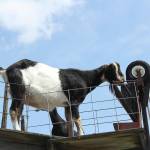 Photos by Ray Miller-Still