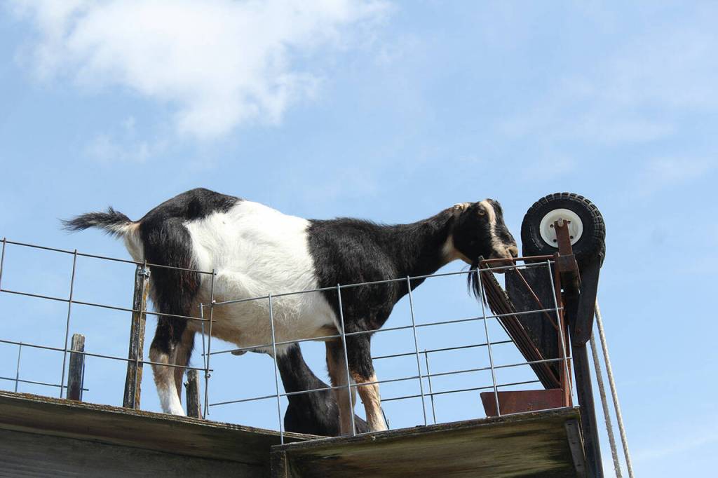 Photos by Ray Miller-Still