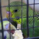 Photos by Ray Miller-Still