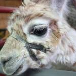 Photos by Ray Miller-Still