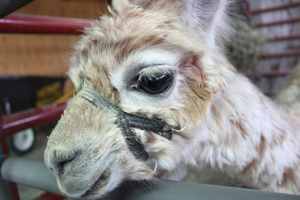 Photos by Ray Miller-Still