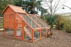 If you have chickens, ducks, or other birds at home, one of the best ways to protect them is to separate them from wild birds. Image courtesy Public Health Insider