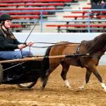 White Rivers success in both the state and Pacific Northwest equestrian meets was the result of some outstanding individual performances. In this photo, Kaylin Vrieze competes in the driving event. Photo by Lisa Threatt / <a href="http://www.sierrabreezephotography.com" target="_blank">sierrabreezephotography.com</a>