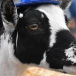 PHOTO BY KEVIN HANSON
Top honors went to Violet the goat, owned by James Graham of the Mount Si FFA chapter, during the annual Critter Crowning at the 2021 King County Fair. Opening-day attendance last year more than tripled from 2019, and the 2021 opening-day crowd was pegged at 7,500; two years prior, the fairs first day saw 2,400 customers. The rodeo sold out, and more than 21,000 scones were sold. Even the vendor who services the centers ATMs scrambled to find additional cash to keep machines stocked.