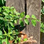 If you look closely at the Newaukum Creek Bridge, you can see sawdust on the beams  evidence of an insect infestation that is causing rot. The creek itself isnt helping, and water was helped the rot spread quickly. Photo courtesy King County
