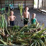 The Goats and Garlic Festival will feature  what else  all varieties of garlic, plus baby miniature goats to pet. Pictured holding up harvested garlic are Hayes Kelly, Henry Kelly, Cash Cunningham. Photo courtesy Venise Cunningham